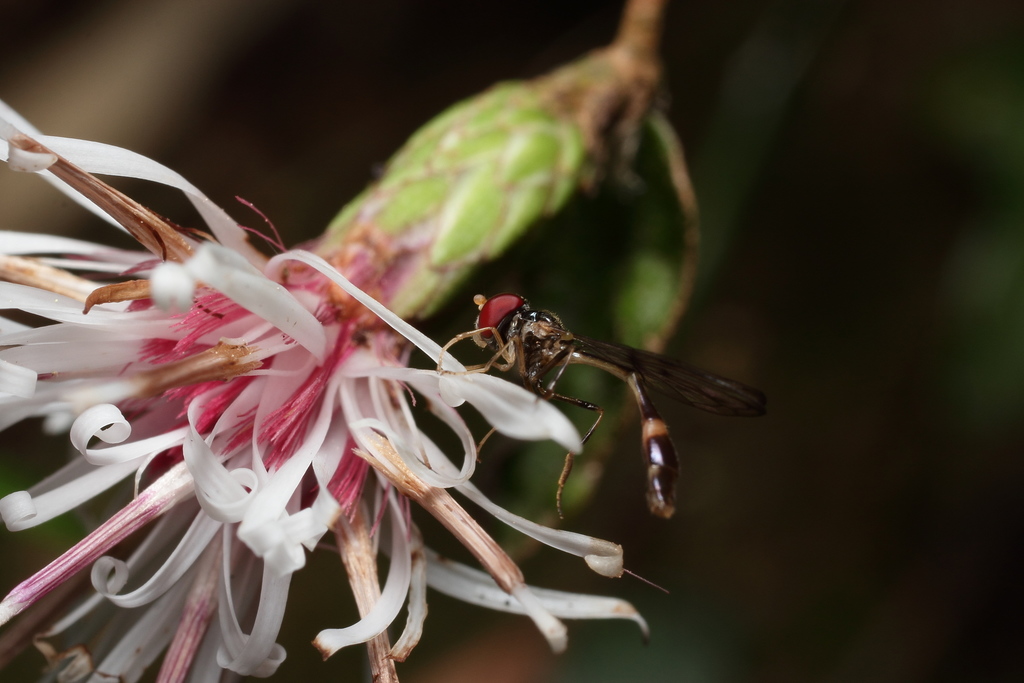 Baccha maculata