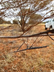 Archimantis quinquelobata