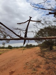 Archimantis quinquelobata