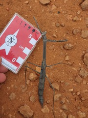 Archimantis quinquelobata