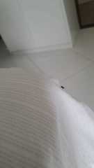 Diptera