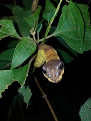 Hemeroplanes triptolemus