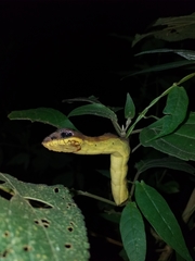 Hemeroplanes triptolemus