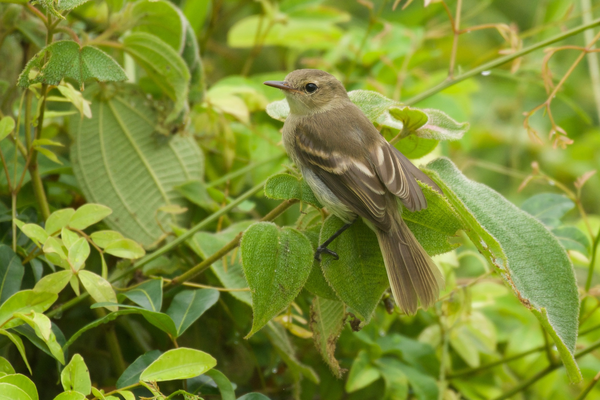 Cocos Tyrannulet (Nesotriccus ridgwayi)