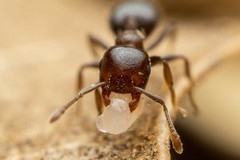 Crematogaster torosa