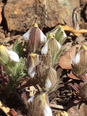 Cordylanthus nidularius