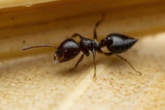 Crematogaster torosa