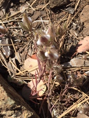 Cordylanthus nidularius