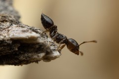 Crematogaster torosa