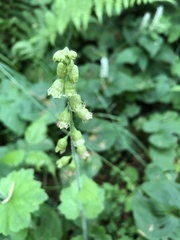 Tellima
