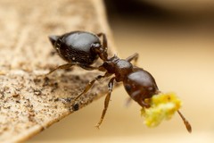 Crematogaster torosa