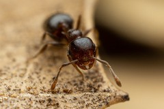Crematogaster torosa
