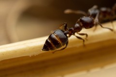 Crematogaster torosa