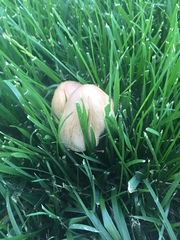 Coprinellus micaceus