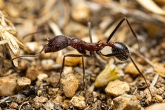 Novomessor albisetosus
