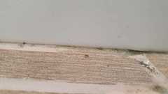 Formicidae