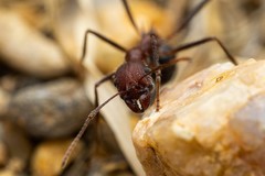 Novomessor albisetosus