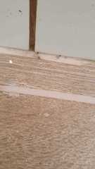 Formicidae