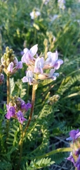 Oxytropis borealis