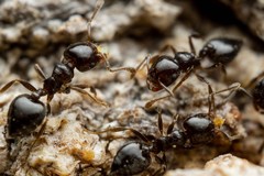 Crematogaster torosa