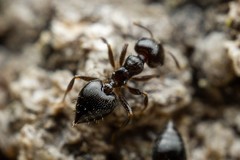 Crematogaster torosa