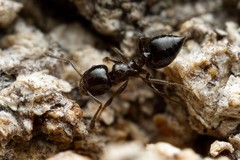 Crematogaster torosa
