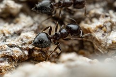 Crematogaster torosa