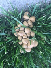 Coprinellus micaceus