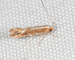 Cameraria quercivorella