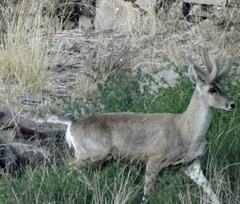 Hippocamelus antisensis