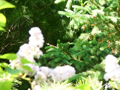 Picea glauca glauca