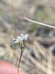 Arabis nuttallii