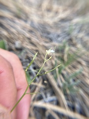 Arabis nuttallii