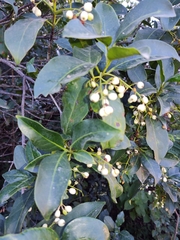 Chiococca pachyphylla