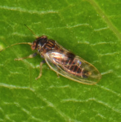 Cacopsylla pyricola
