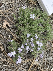 Phlox albomarginata