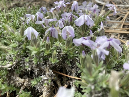 whitemargin phlox (Phlox albomarginata)