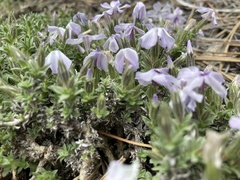 Phlox albomarginata