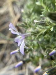 Phlox albomarginata
