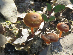 Marasmius elegans