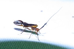 Thyrsophorinae