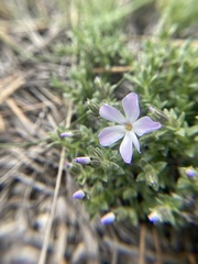 Phlox albomarginata