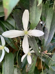 Clematis armandii