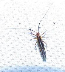 Thyrsophorinae