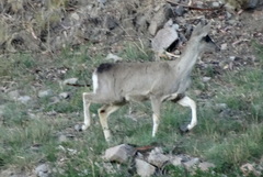 Hippocamelus antisensis