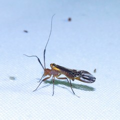 Thyrsophorinae
