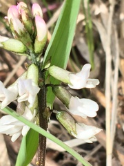 Astragalus robbinsii