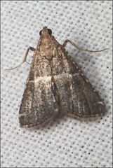 Persicoptera compsopa