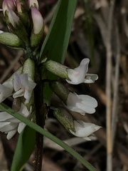 Astragalus robbinsii