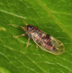 Cacopsylla pyricola